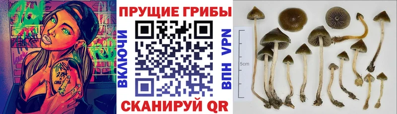 Псилоцибиновые грибы прущие грибы  это формула  Тарко-Сале 